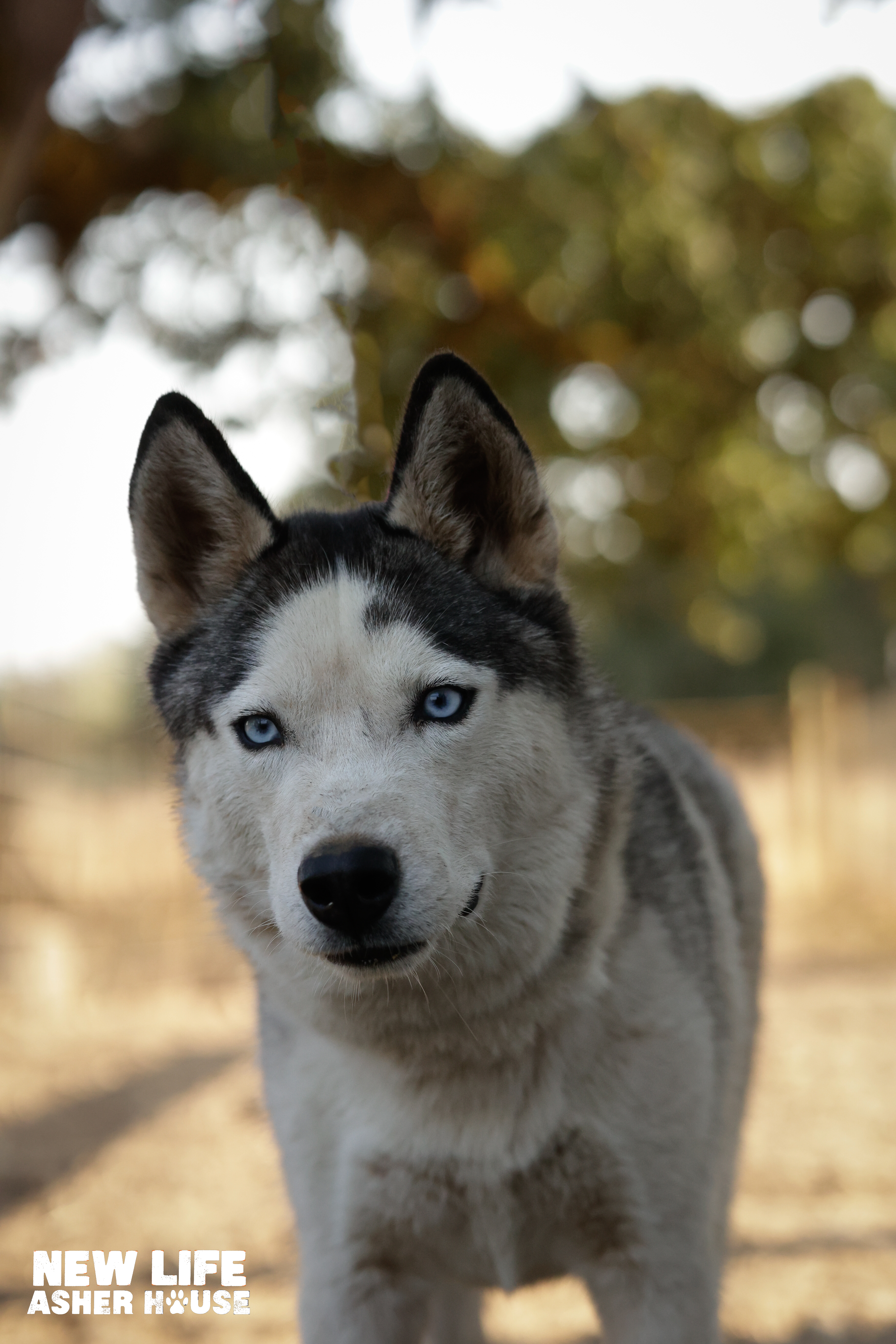 Mr Mini, a Adoptable Siberian Husky in Portland, OR image 4/6