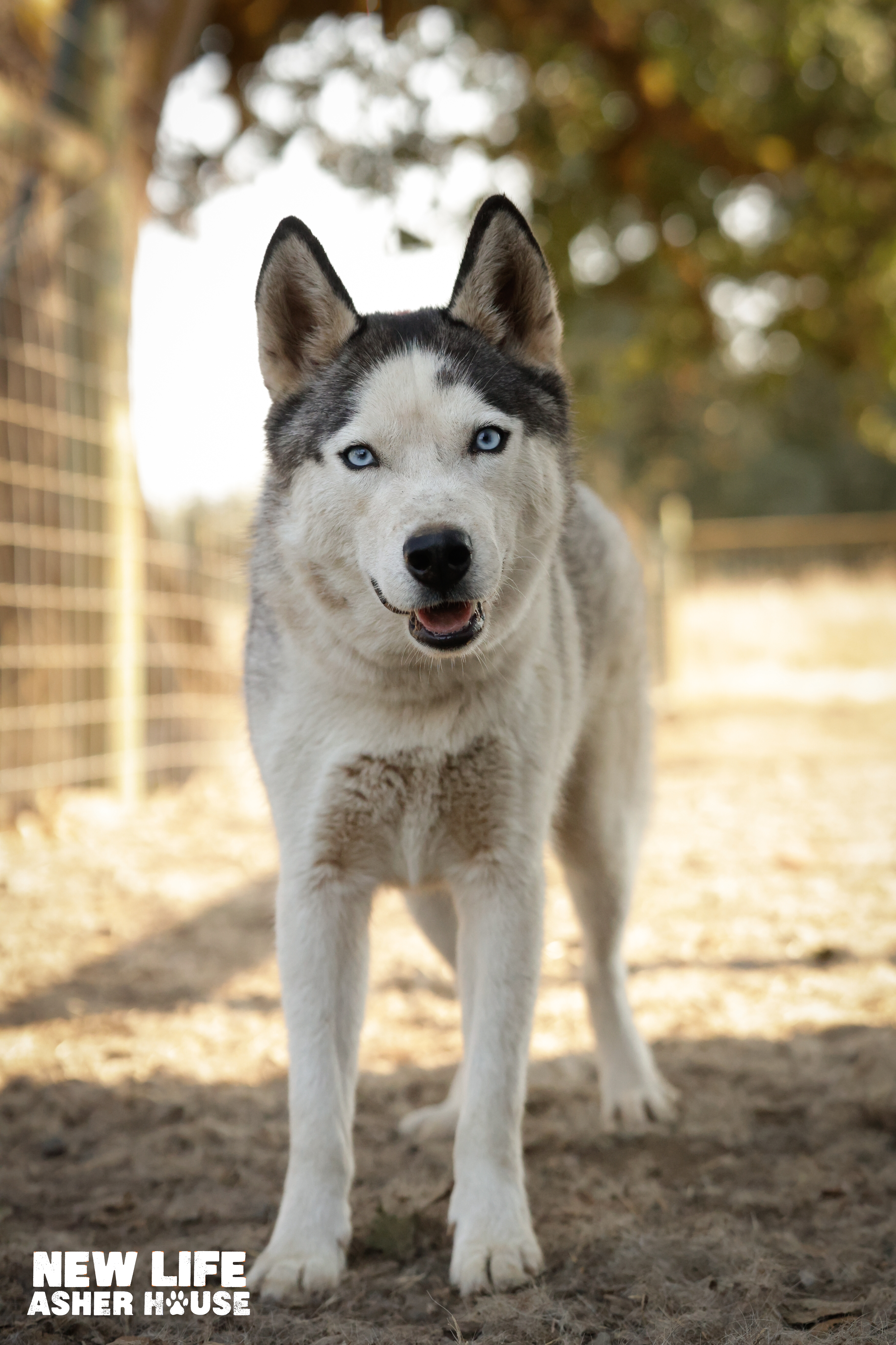 Mr Mini, a Adoptable Siberian Husky in Portland, OR image 5/6