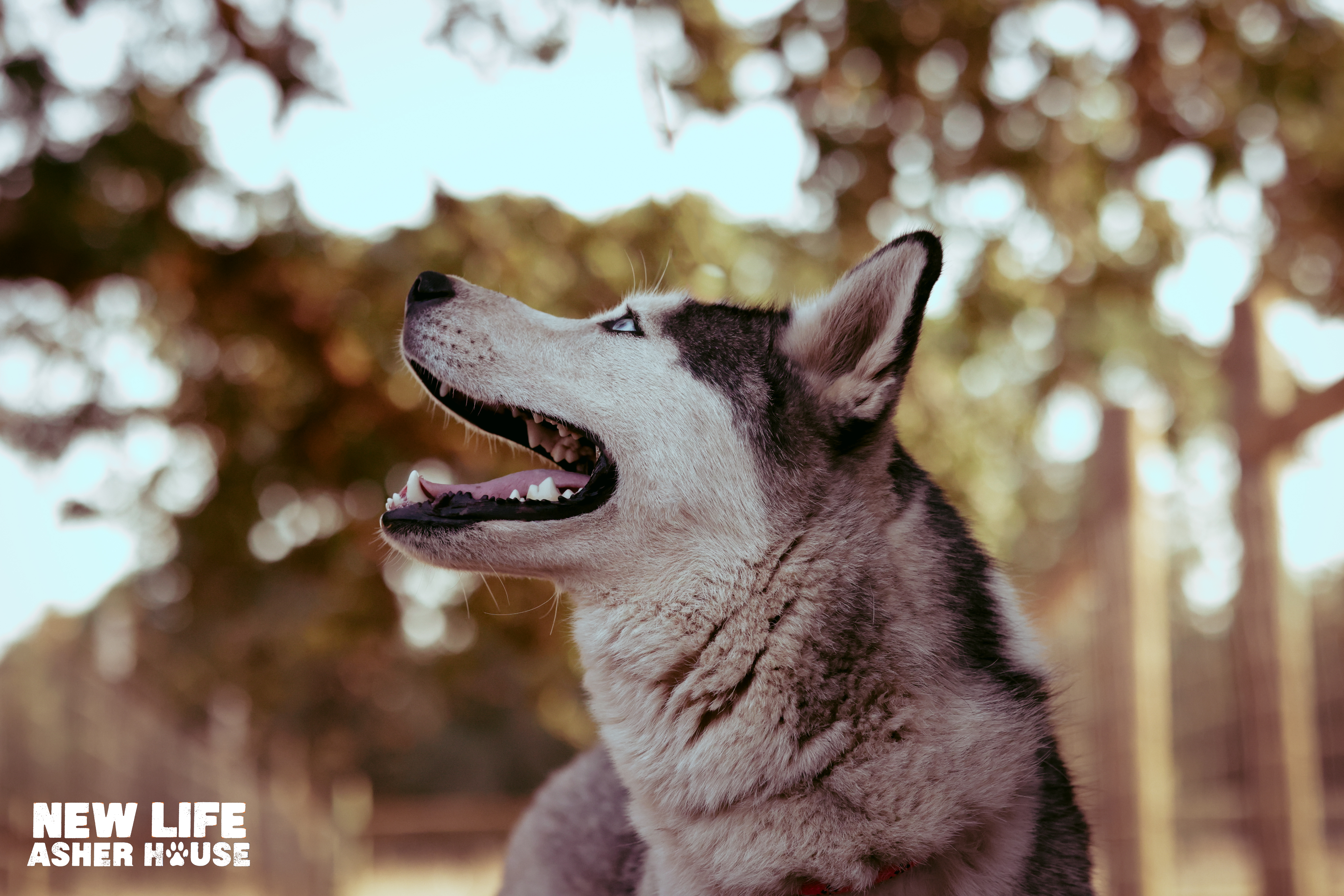 Mr Mini, a Adoptable Siberian Husky in Portland, OR image 6/6