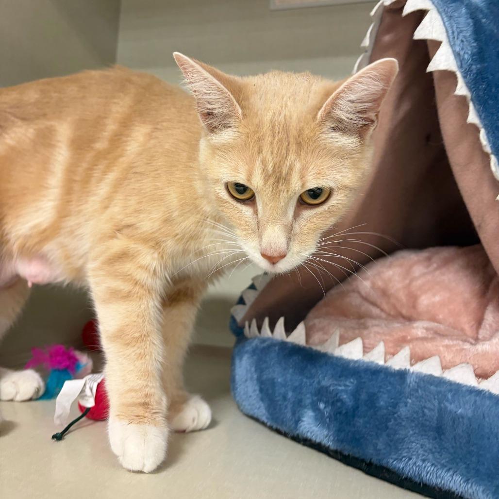 Don't Feed Phil Day, a Adoptable Domestic Short Hair in St. Paul, MN image 1/4