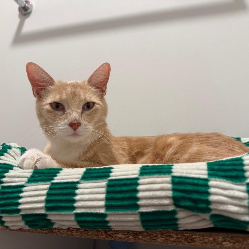 Don't Feed Phil Day, a Adoptable Domestic Short Hair in St. Paul, MN image 2/4