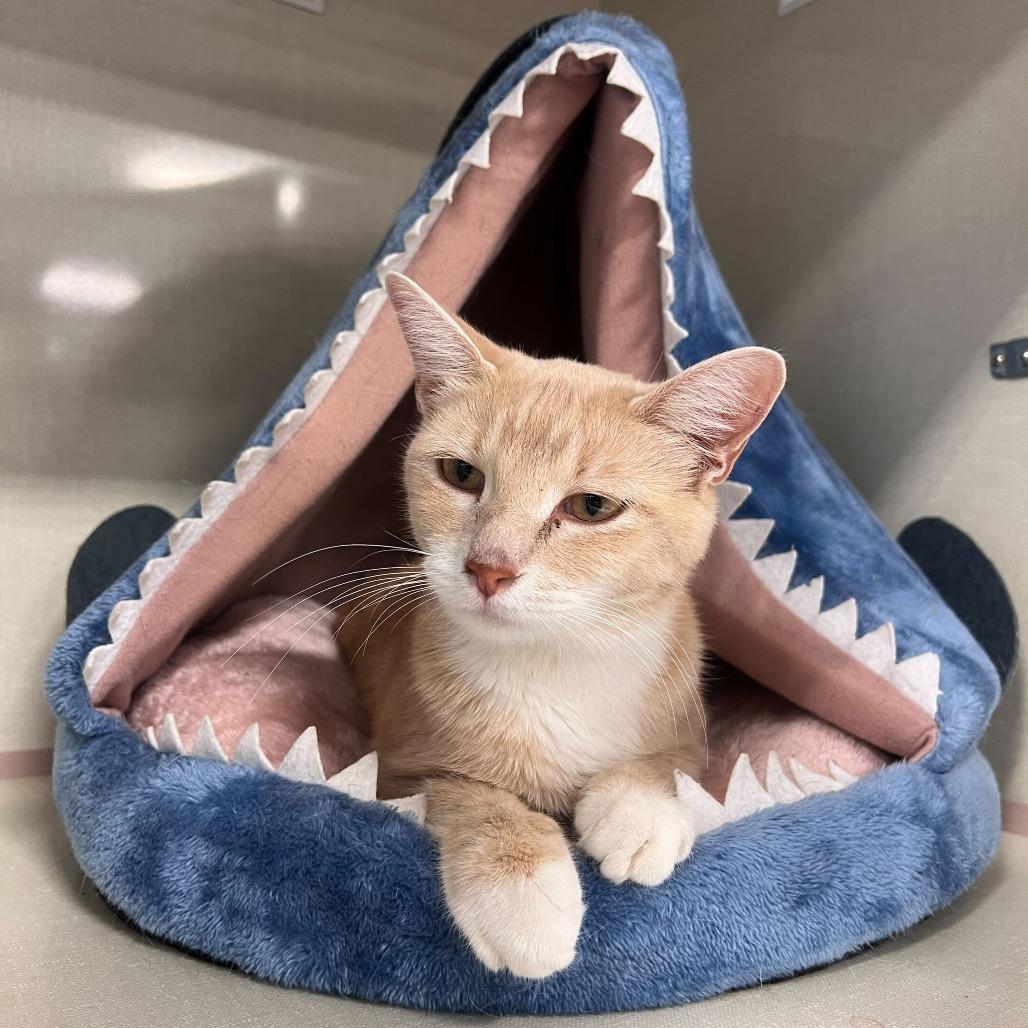 Don't Feed Phil Day, a Adoptable Domestic Short Hair in St. Paul, MN image 3/4