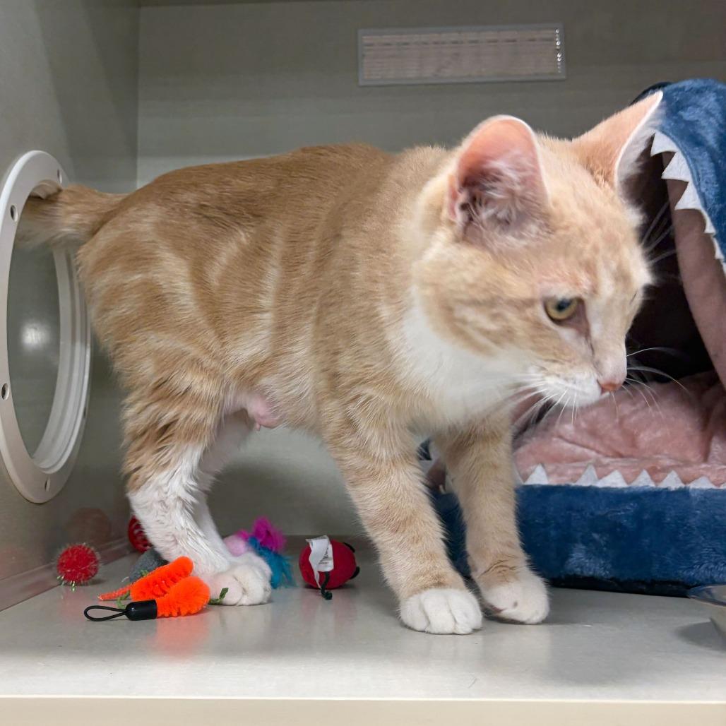 Don't Feed Phil Day, a Adoptable Domestic Short Hair in St. Paul, MN image 4/4
