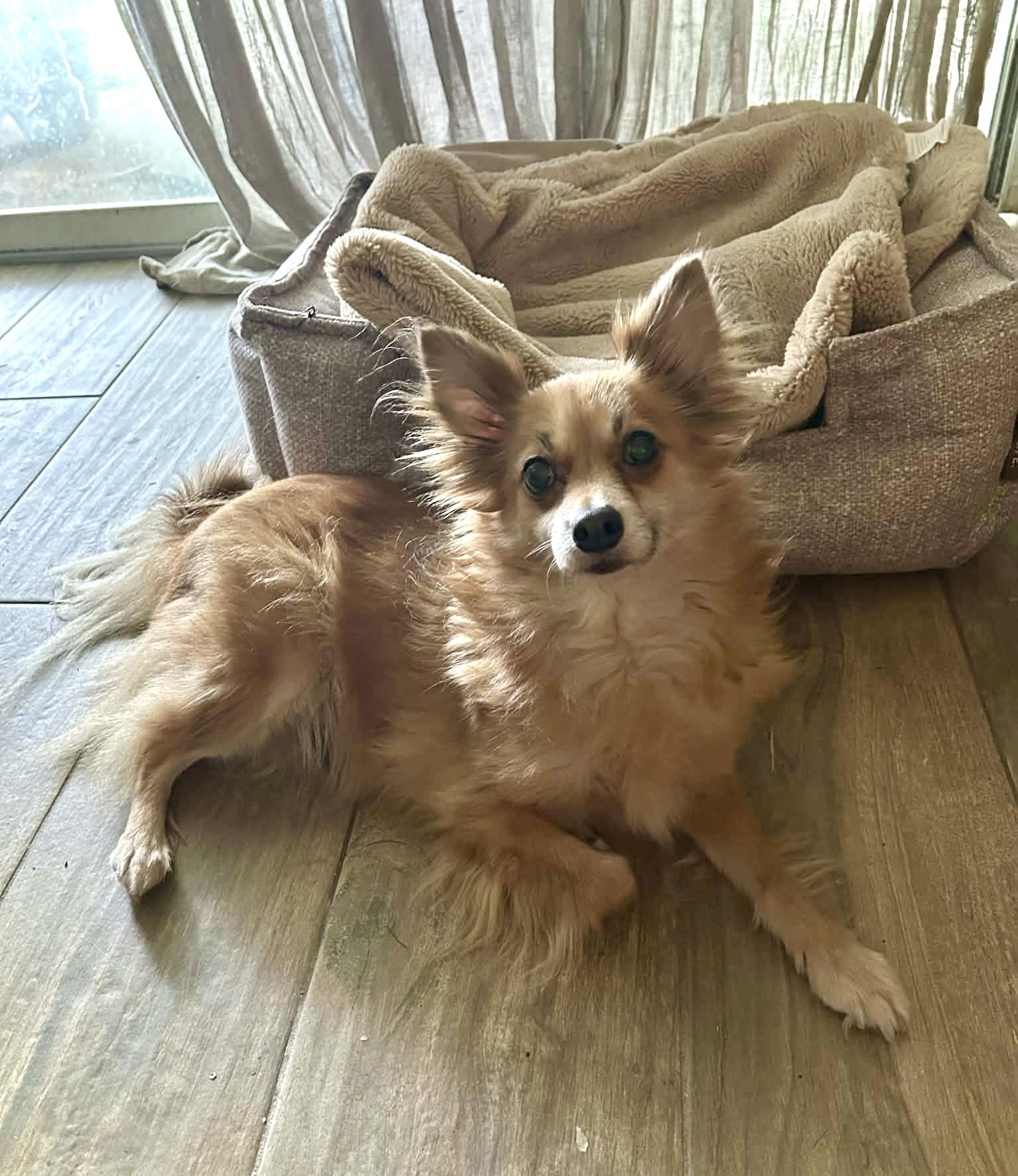 Sophie, adopted, Adult Female Pomeranian.