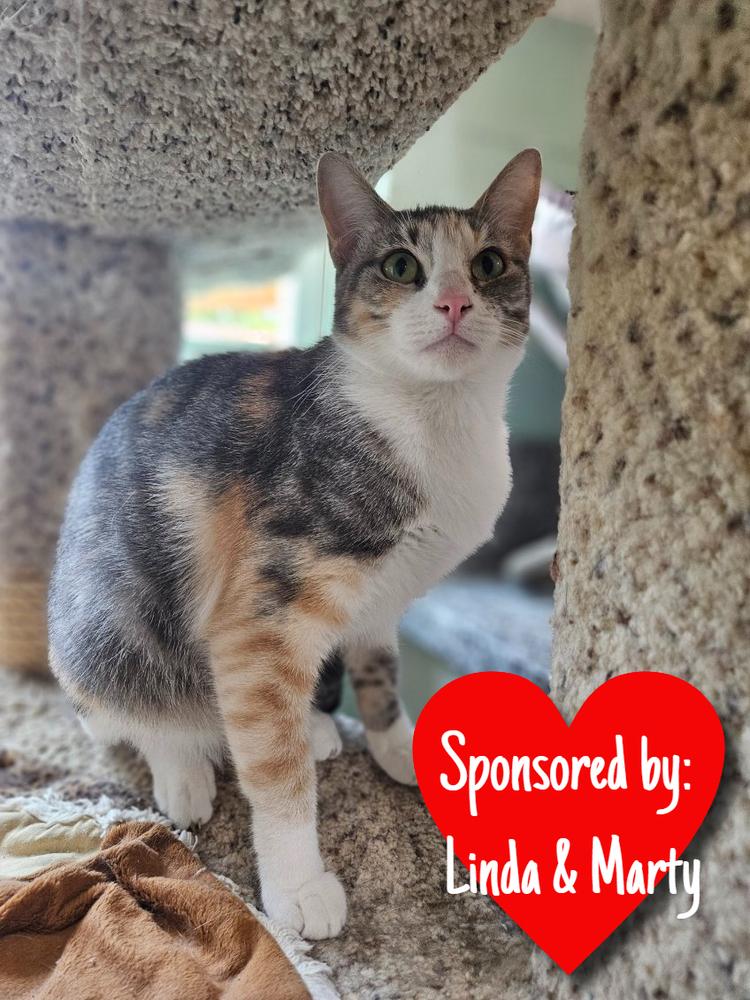 Enlarge Jelly Bean, a Adoptable Domestic Short Hair in San Leon, TX image 1/6