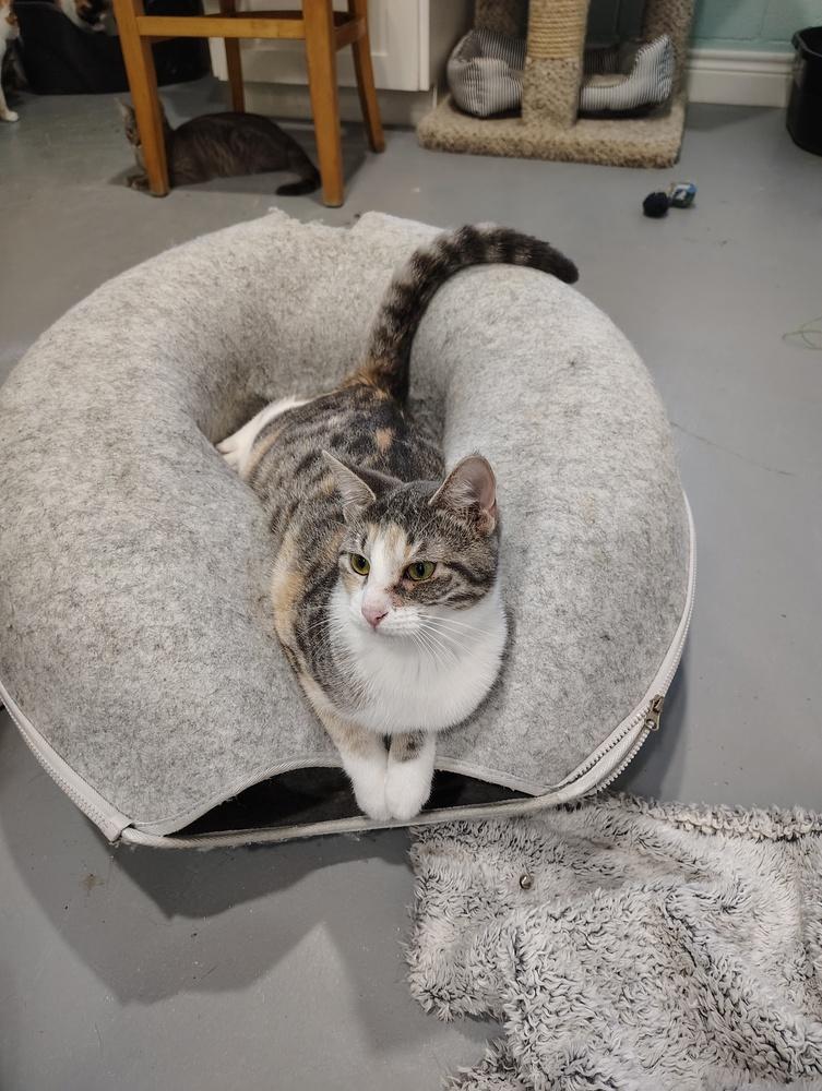 Enlarge Jelly Bean, a Adoptable Domestic Short Hair in San Leon, TX image 2/6