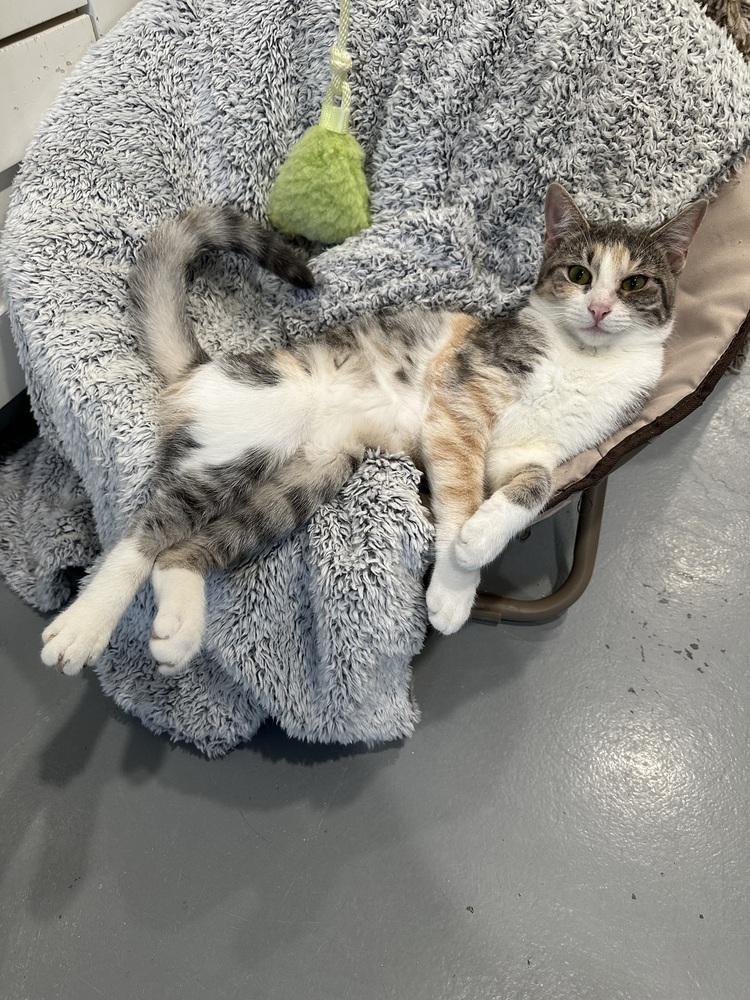 Enlarge Jelly Bean, a Adoptable Domestic Short Hair in San Leon, TX image 3/6