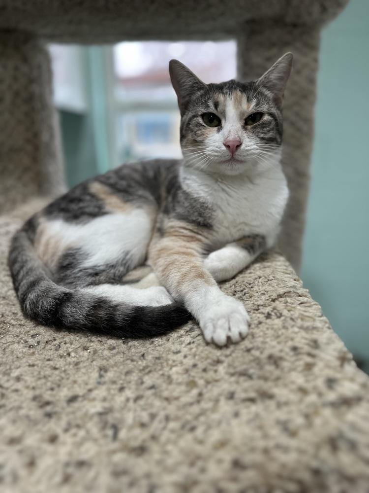 Enlarge Jelly Bean, a Adoptable Domestic Short Hair in San Leon, TX image 4/6