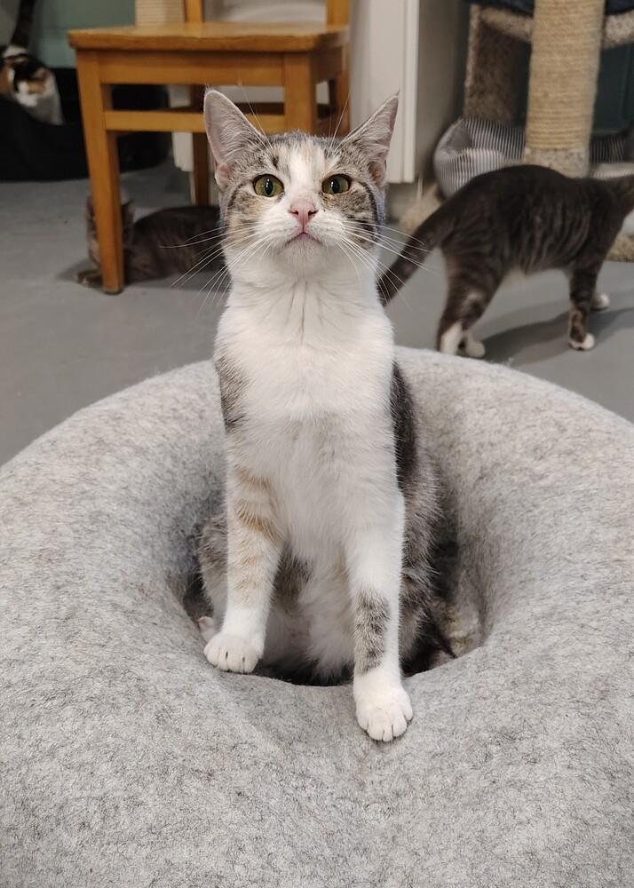 Enlarge Jelly Bean, a Adoptable Domestic Short Hair in San Leon, TX image 5/6