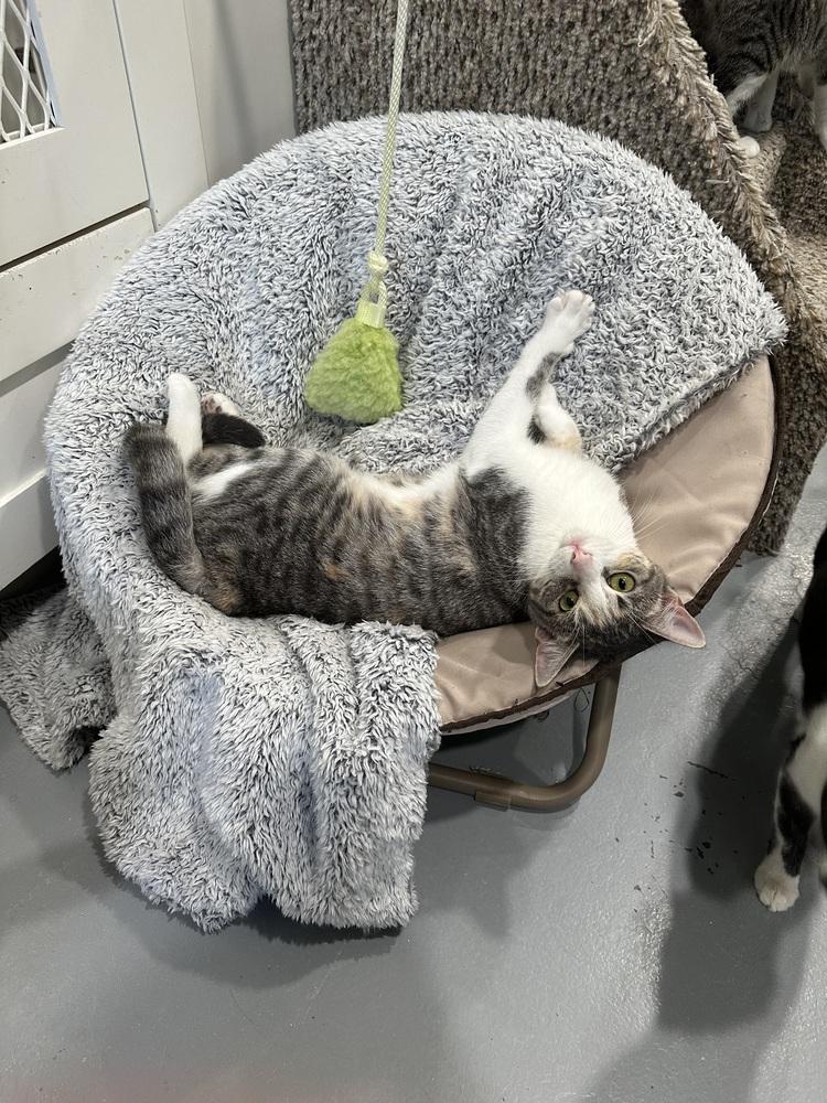 Enlarge Jelly Bean, a Adoptable Domestic Short Hair in San Leon, TX image 6/6