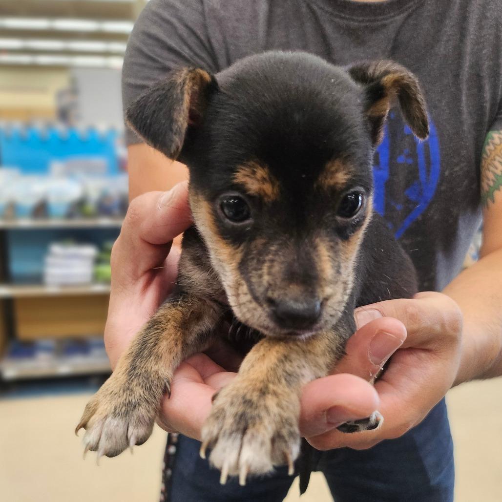 Enlarge Lilly, a Adoptable mixed breed in Wahiawa, HI image 1/2