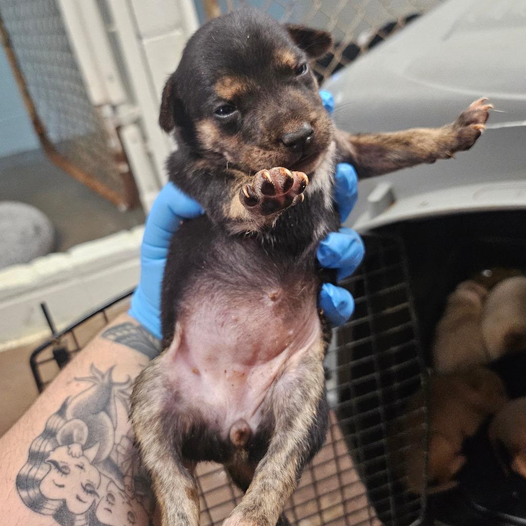 Enlarge Lilly, a Adoptable mixed breed in Wahiawa, HI image 2/2