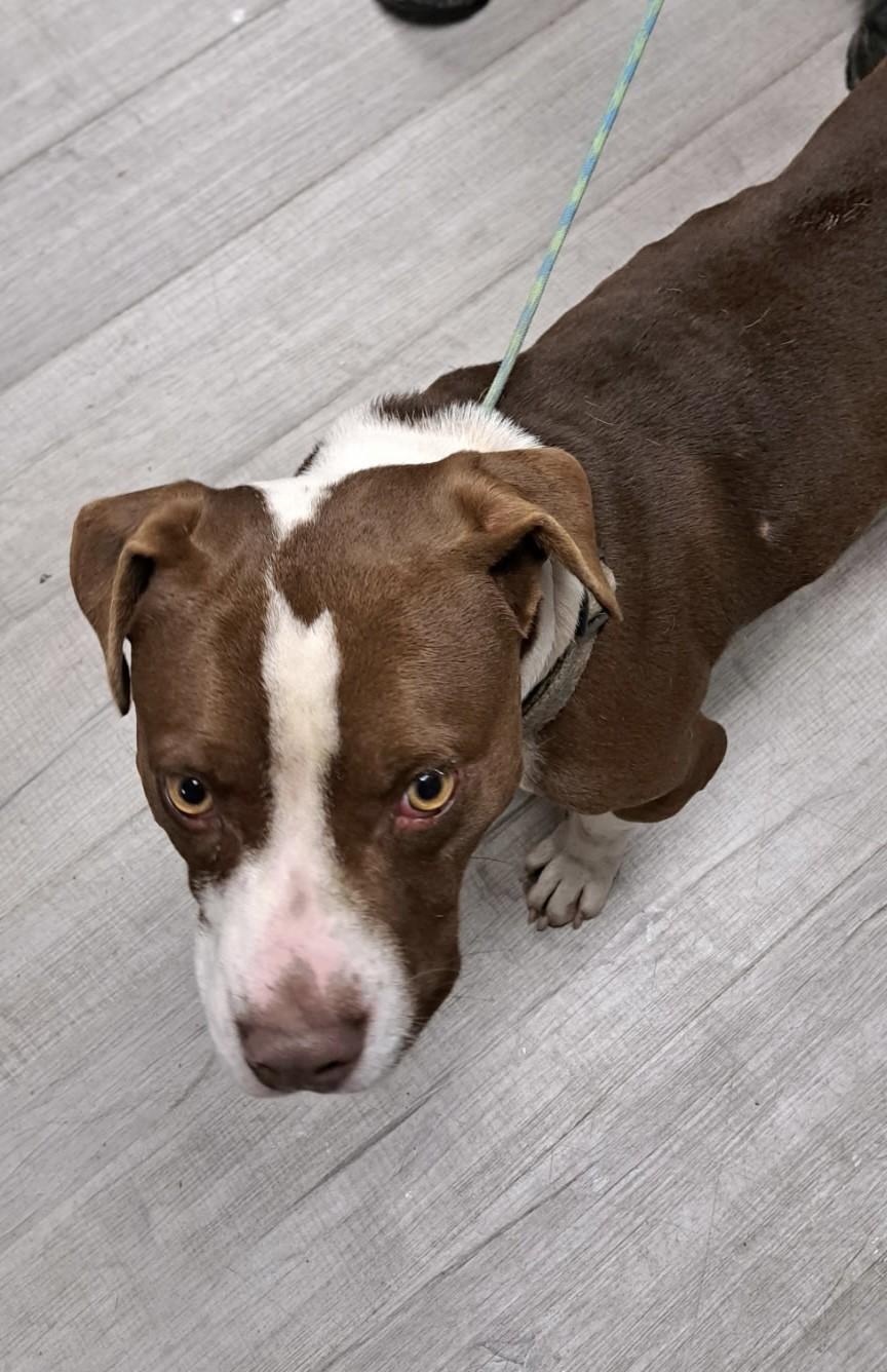 TINY, Adoptable, Adult Male Pit Bull Terrier.