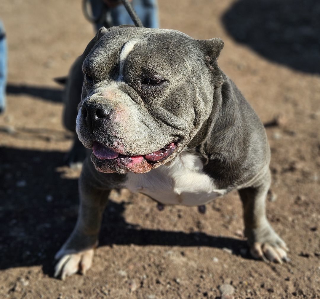 Gordis, Adult Female American Bully