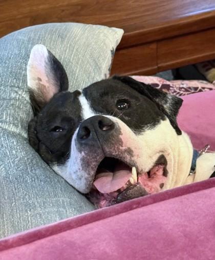 Bellingham, Adoptable, Adult Male Pit Bull Terrier & Mixed Breed.