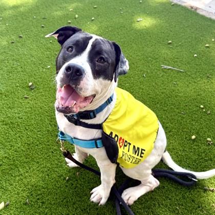 Enlarge Bellingham, a Adoptable mixed breed in Washington, DC image 2/3