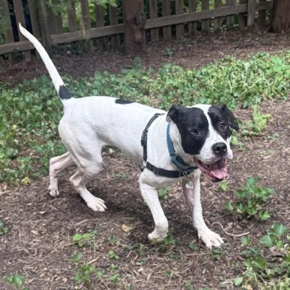 Enlarge Bellingham, a Adoptable mixed breed in Washington, DC image 3/3