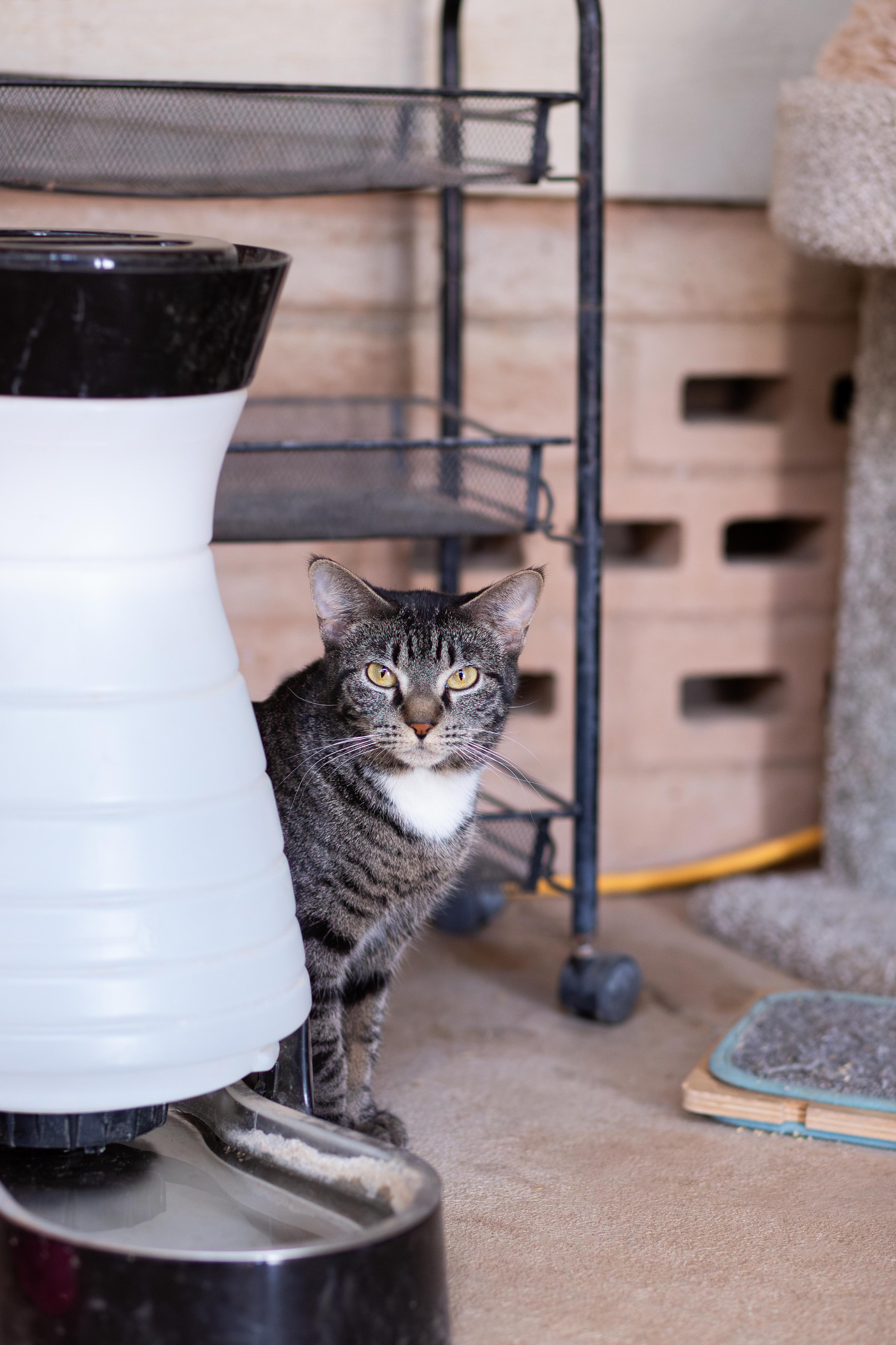Enlarge Snap, a Adoptable Domestic Short Hair in Marana, AZ image 2/5