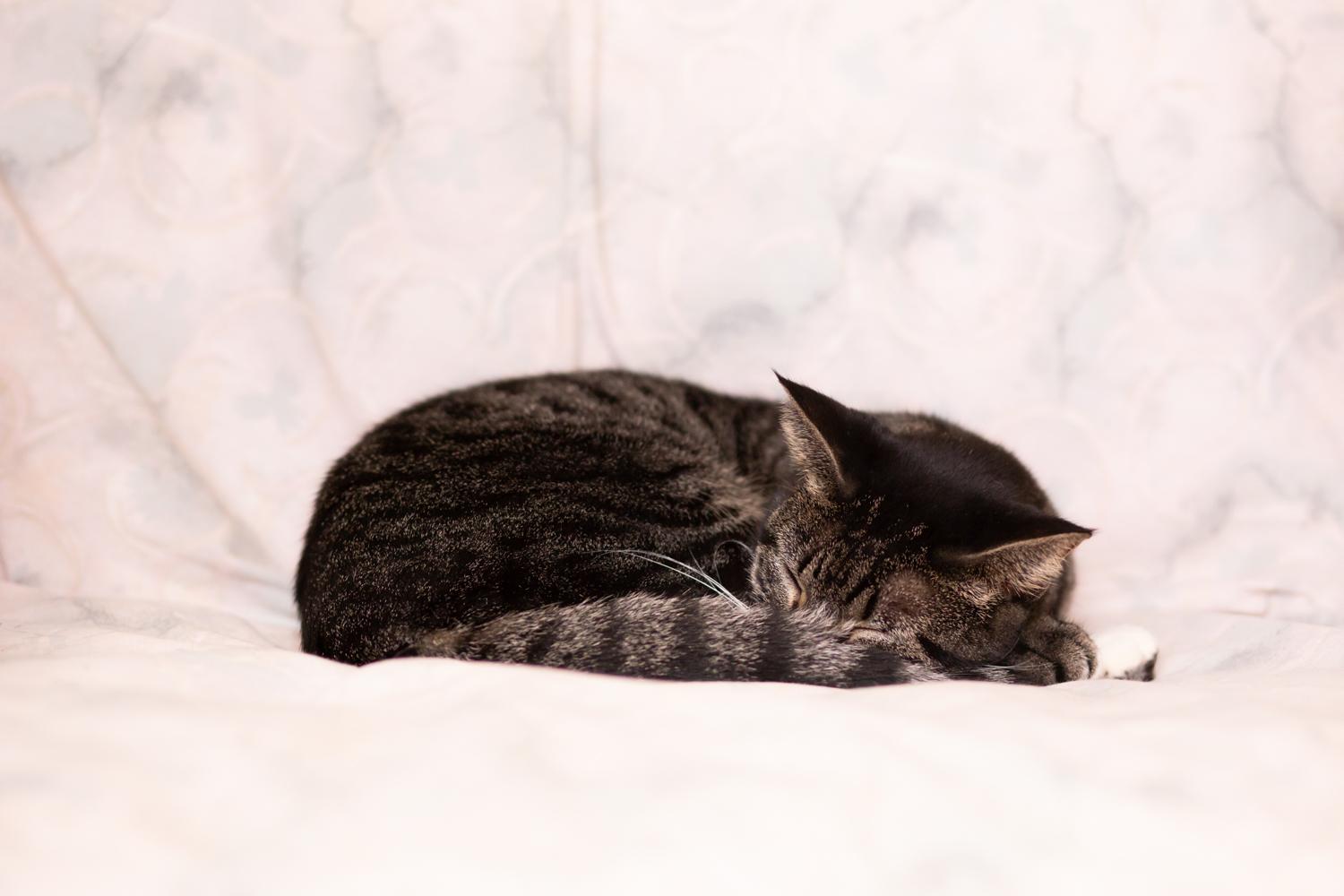 Enlarge Snap, a Adoptable Domestic Short Hair in Marana, AZ image 3/5