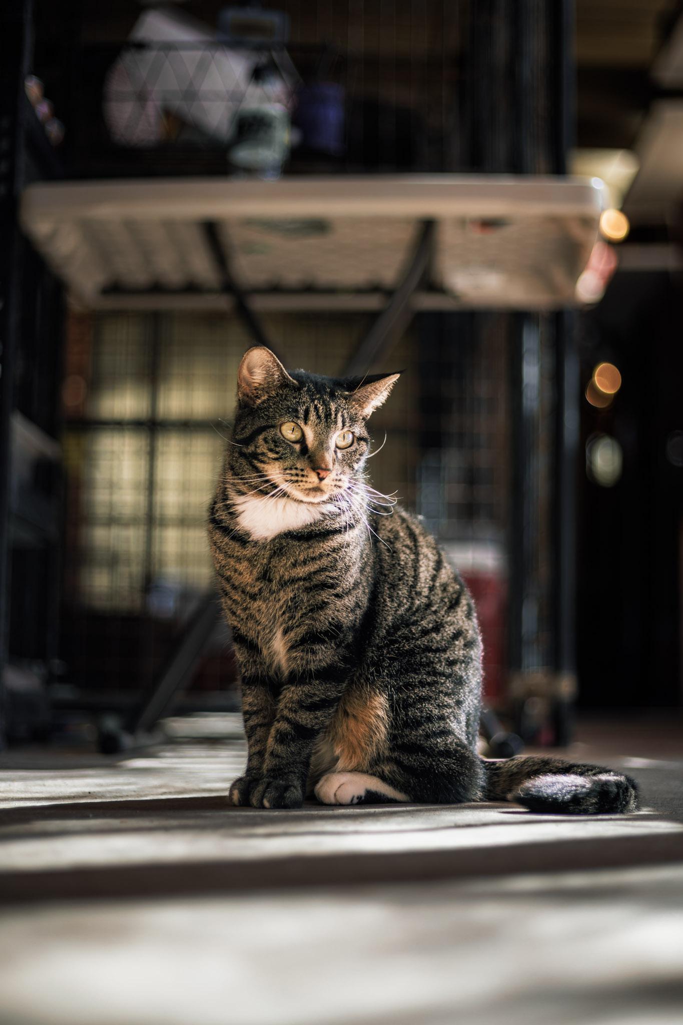 Enlarge Snap, a Adoptable Domestic Short Hair in Marana, AZ image 1/5