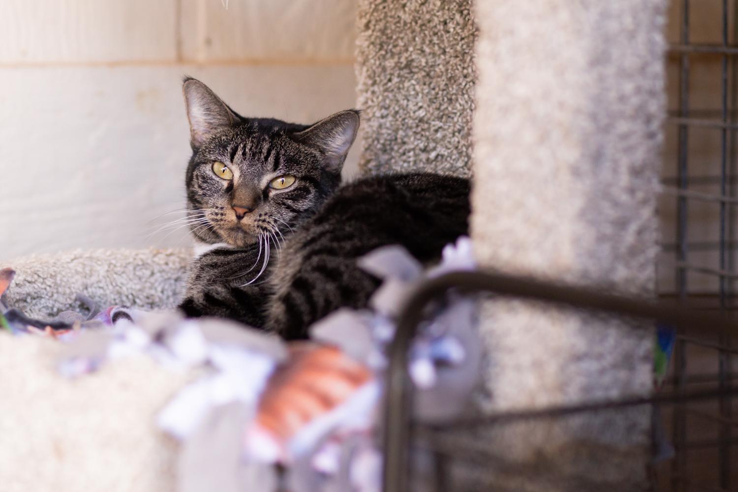 Enlarge Snap, a Adoptable Domestic Short Hair in Marana, AZ image 4/5