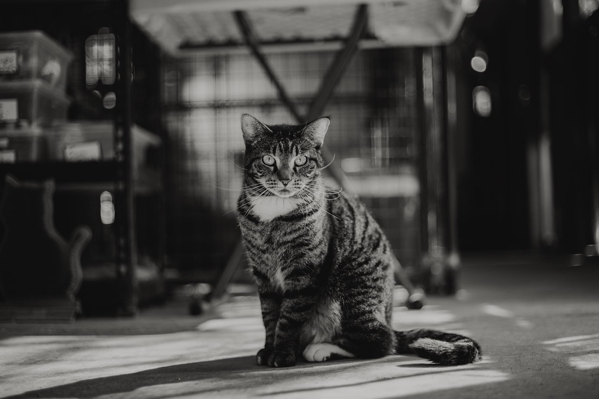 Enlarge Snap, a Adoptable Domestic Short Hair in Marana, AZ image 5/5