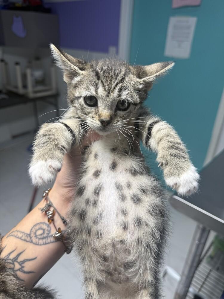 Possum, Adoptable, Kitten Female Domestic Short Hair.