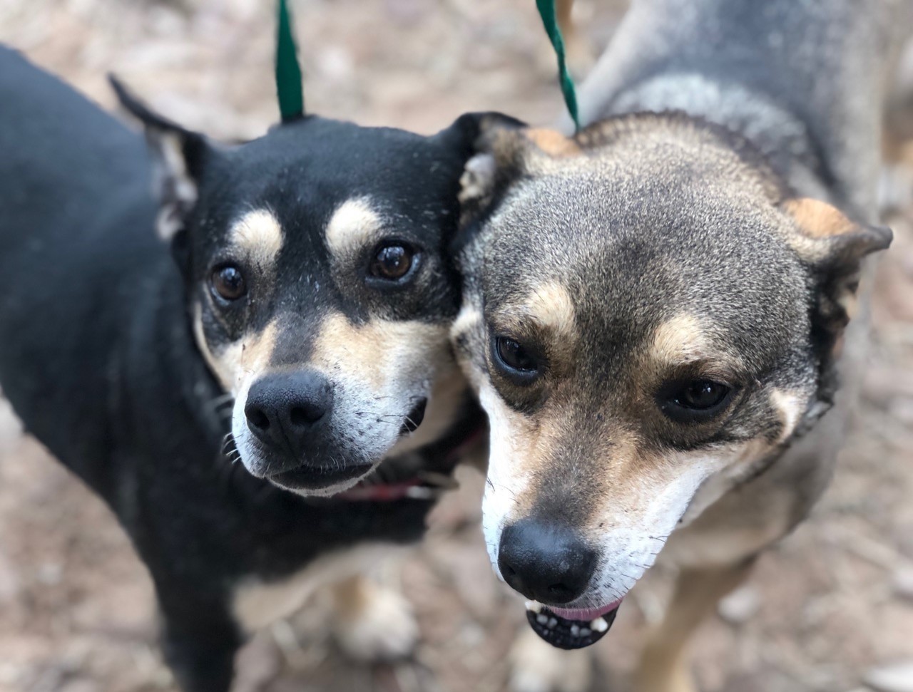 Simon, a Adoptable mixed breed in Sheridan, TX image 1/8