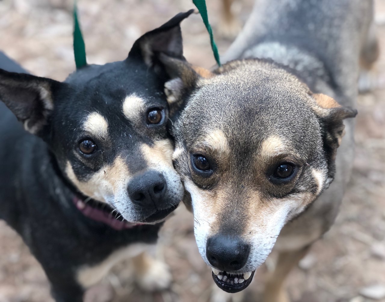 Simon, a Adoptable mixed breed in Sheridan, TX image 2/8