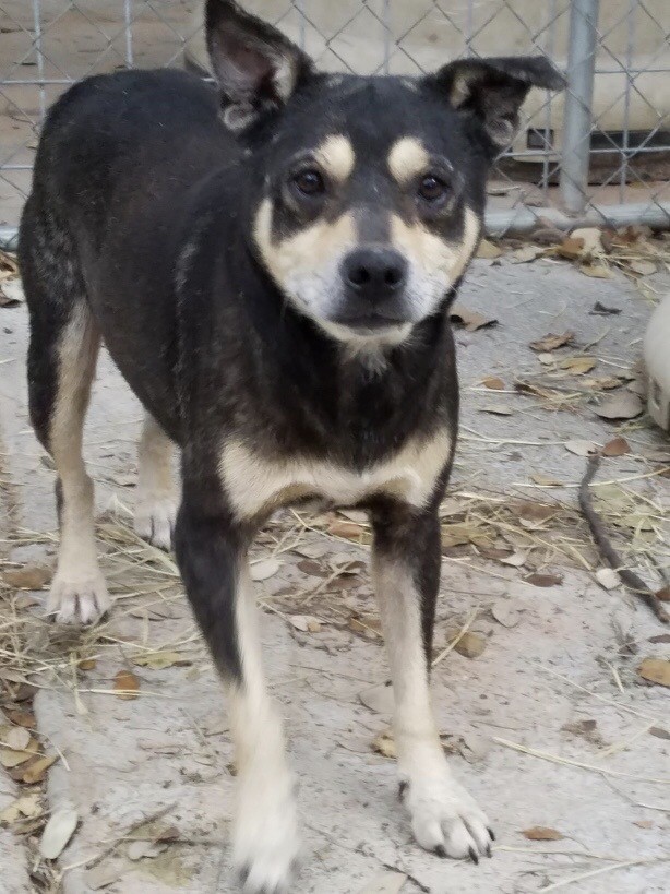 Simon, Adult Male Australian Kelpie