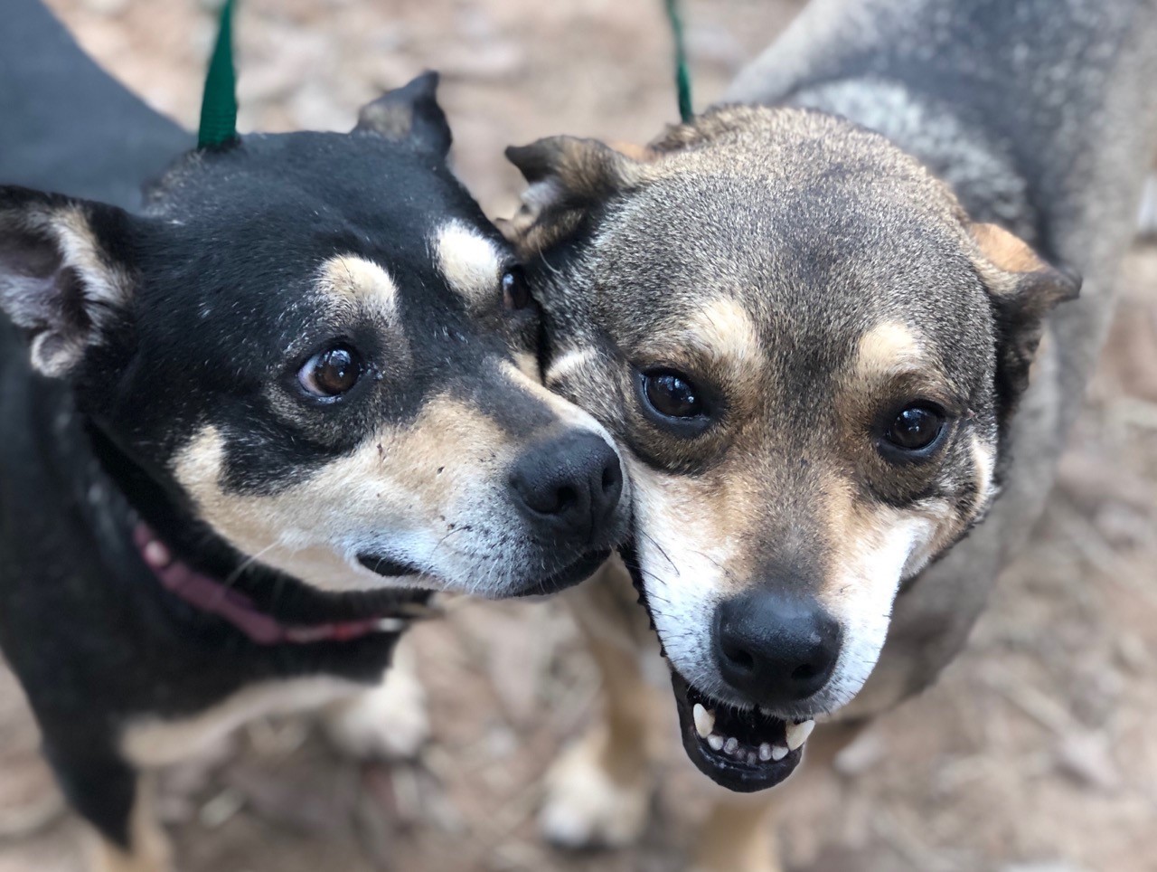 Simon, a Adoptable mixed breed in Sheridan, TX image 4/8