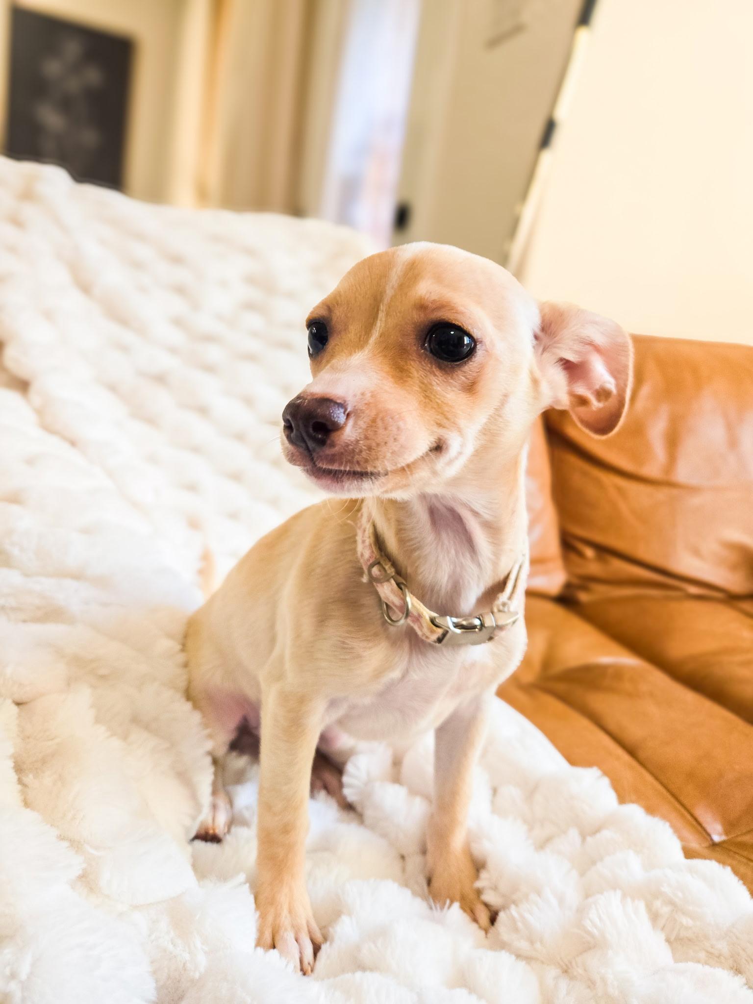 Lucaya, Adoptable, Puppy Female Chihuahua.
