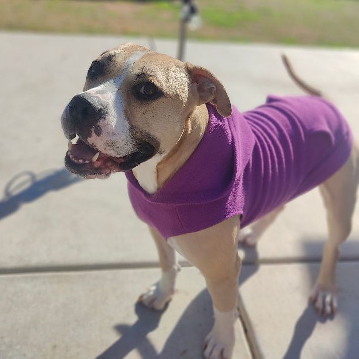 Honey, Adoptable, Adult Female American Staffordshire Terrier.