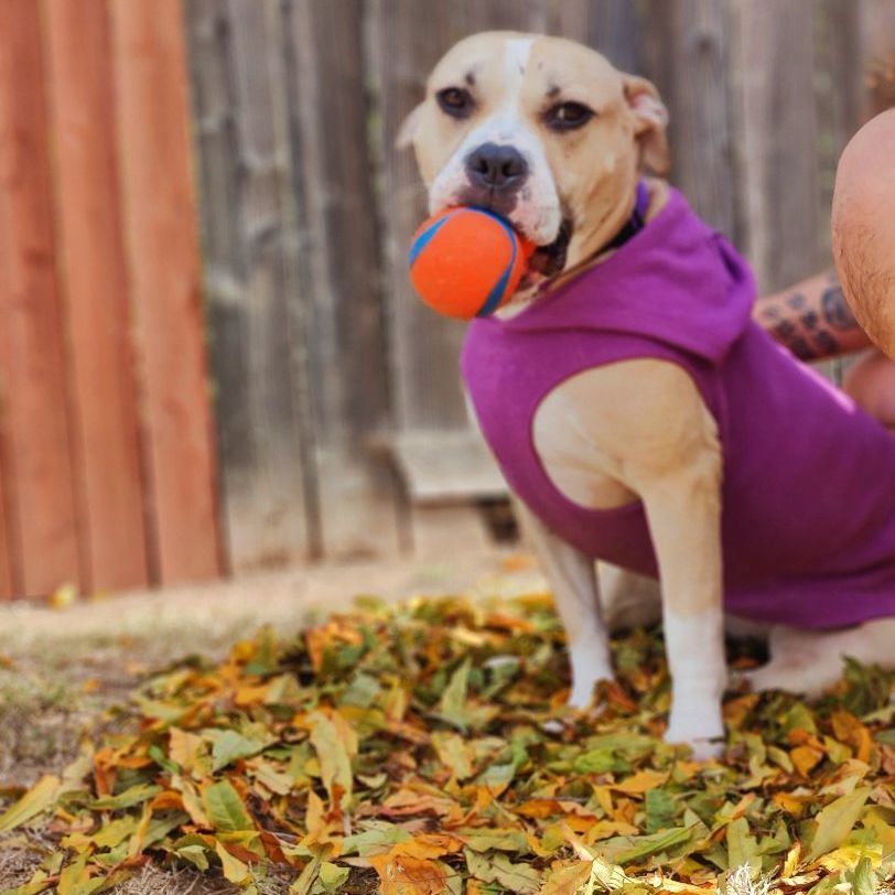 Enlarge Honey, a Adoptable American Staffordshire Terrier in San Diego, CA image 2/5