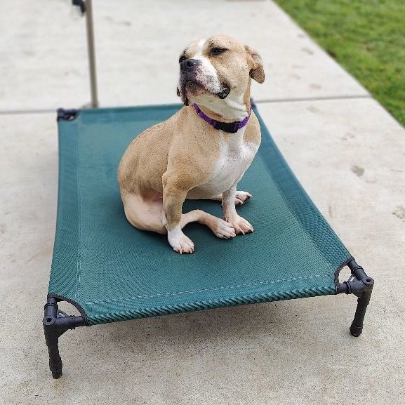 Enlarge Honey, a Adoptable American Staffordshire Terrier in San Diego, CA image 3/5