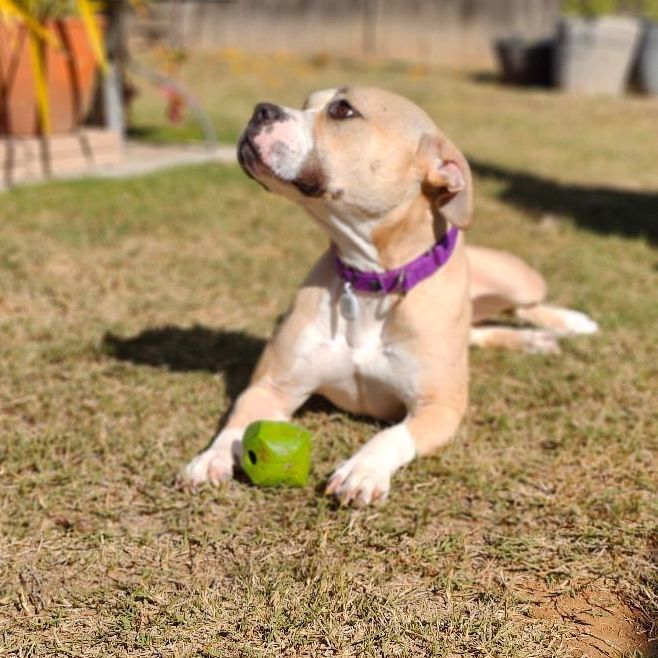 Enlarge Honey, a Adoptable American Staffordshire Terrier in San Diego, CA image 4/5