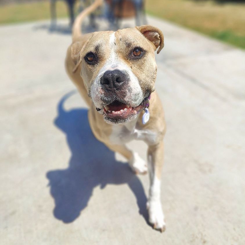 Enlarge Honey, a Adoptable American Staffordshire Terrier in San Diego, CA image 5/5