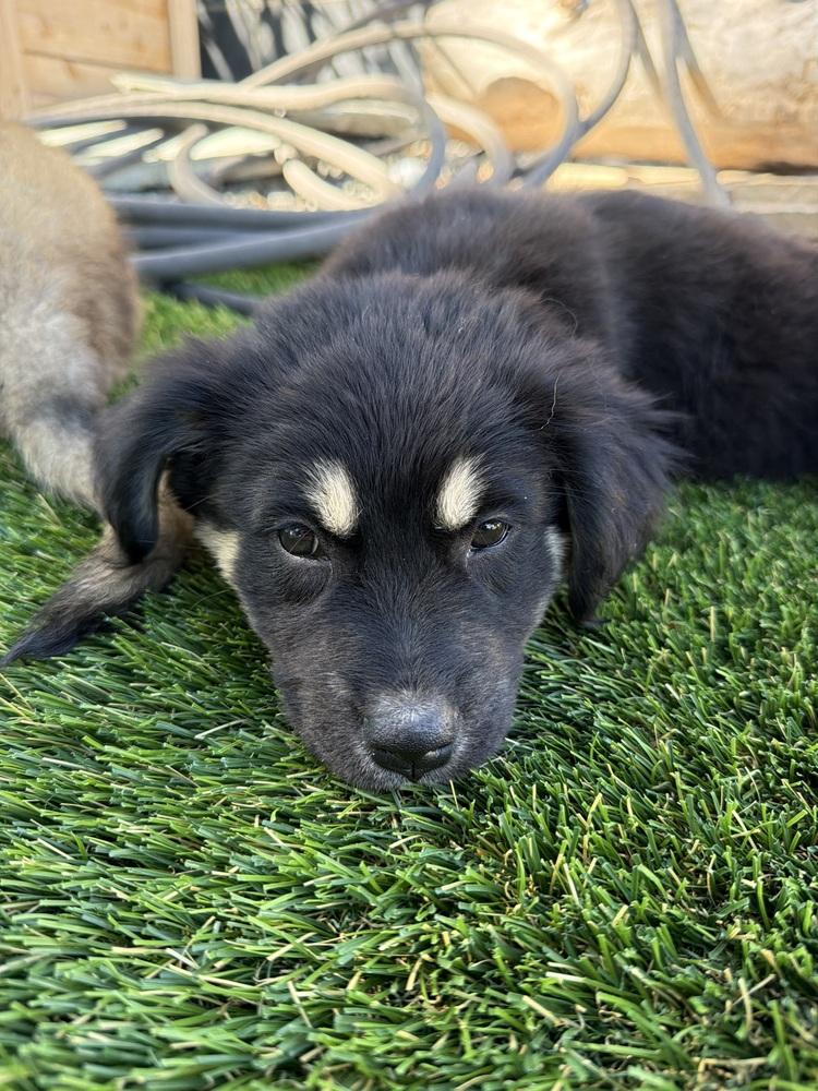 Twister, Adoptable, Puppy Male Shepherd & Mixed Breed.