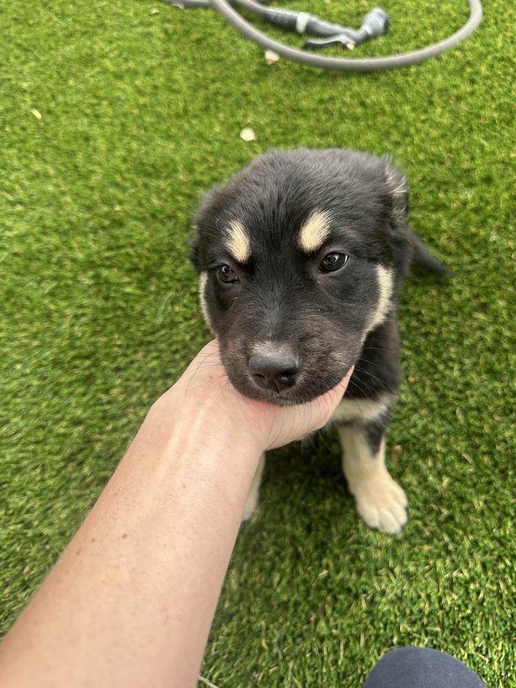 Enlarge Twister, a Adoptable mixed breed in Denver, CO image 2/4