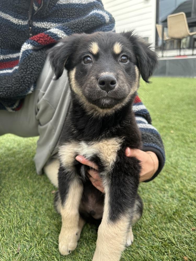 Enlarge Twister, a Adoptable mixed breed in Denver, CO image 3/4