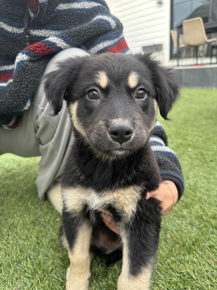 Enlarge Twister, a Adoptable mixed breed in Denver, CO image 4/4