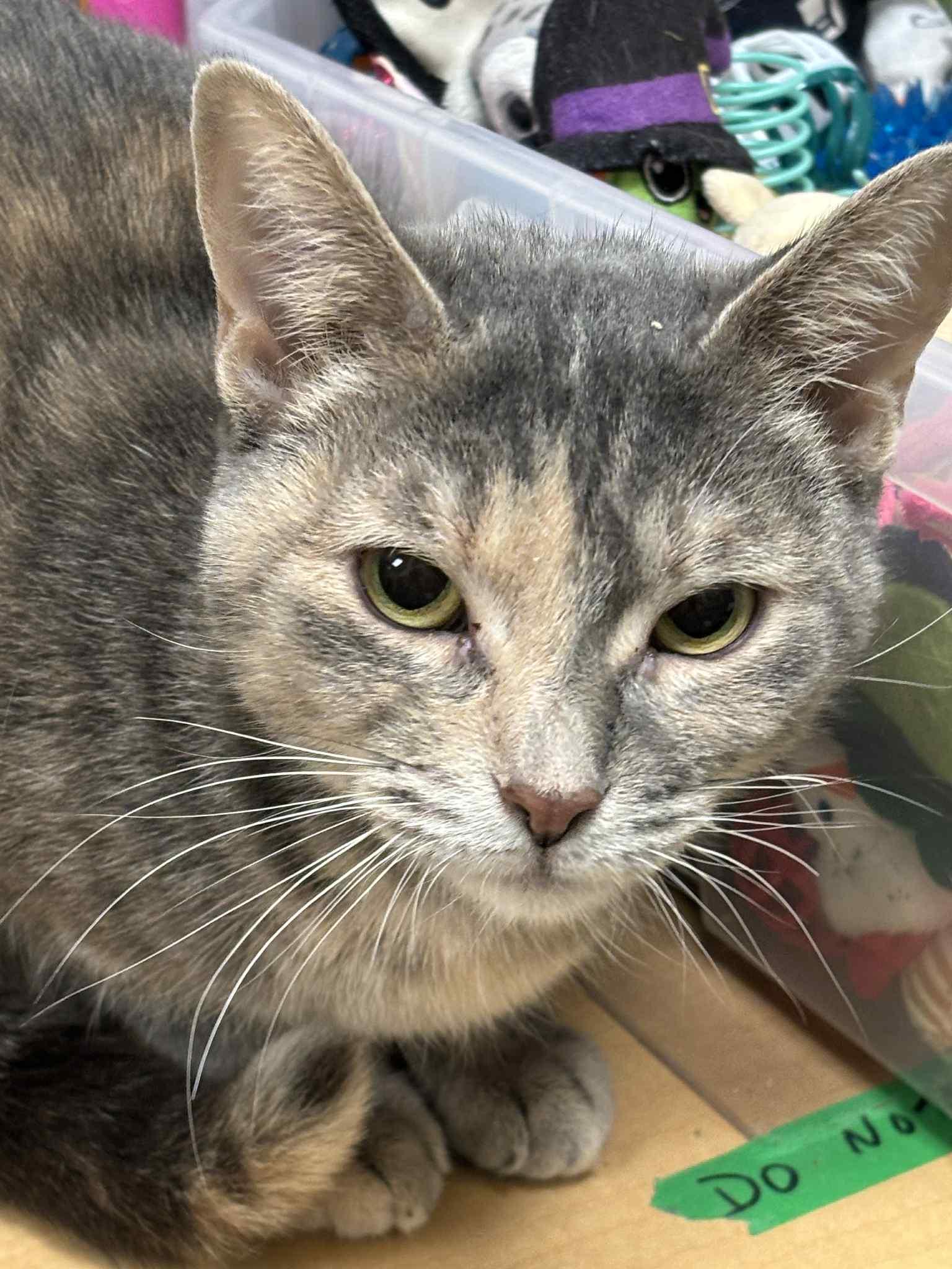 Enlarge Corabell , a ADOPTABLE Domestic Short Hair in London, ON image 5/5