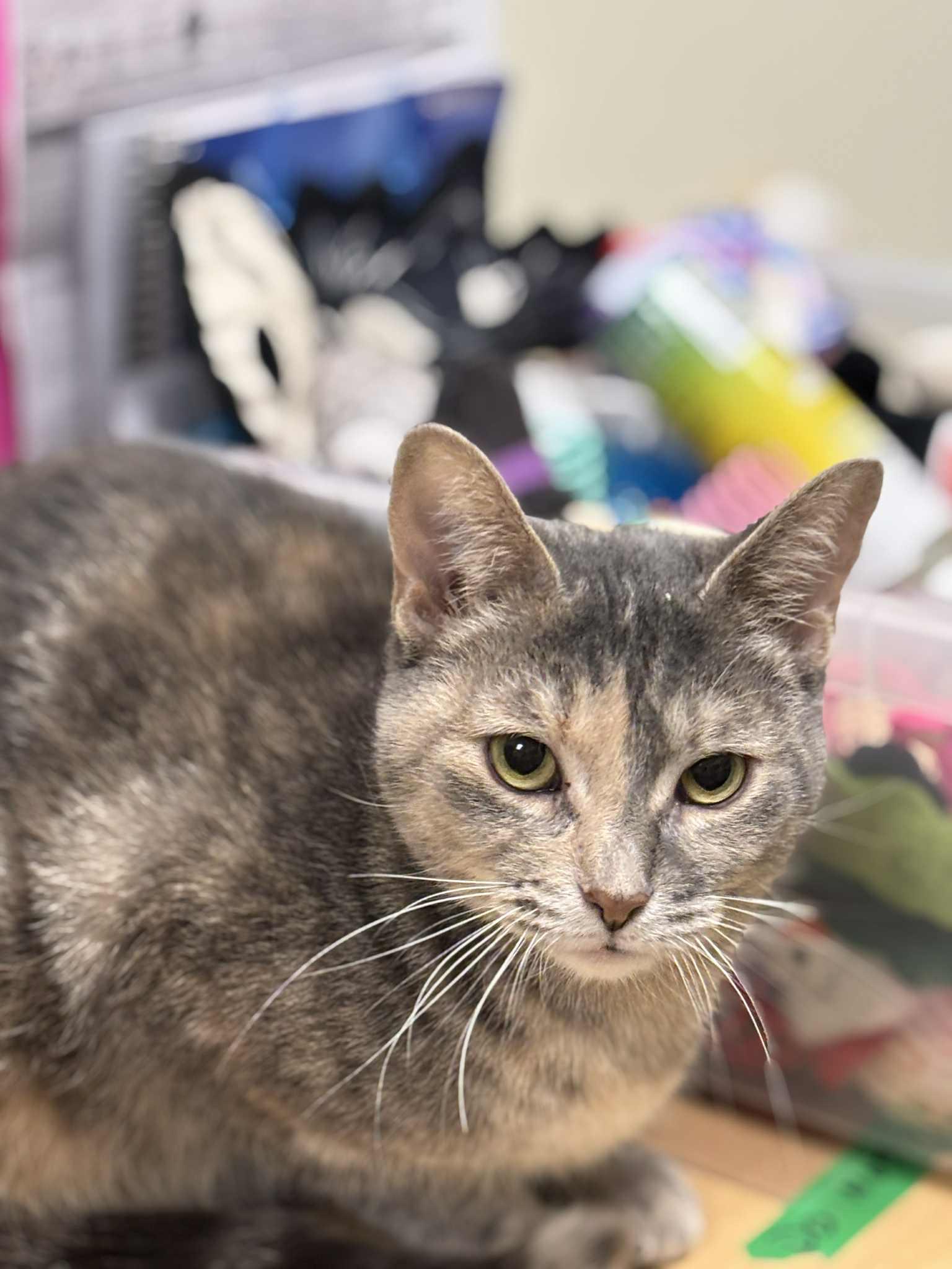 Enlarge Corabell , a ADOPTABLE Domestic Short Hair in London, ON image 1/5