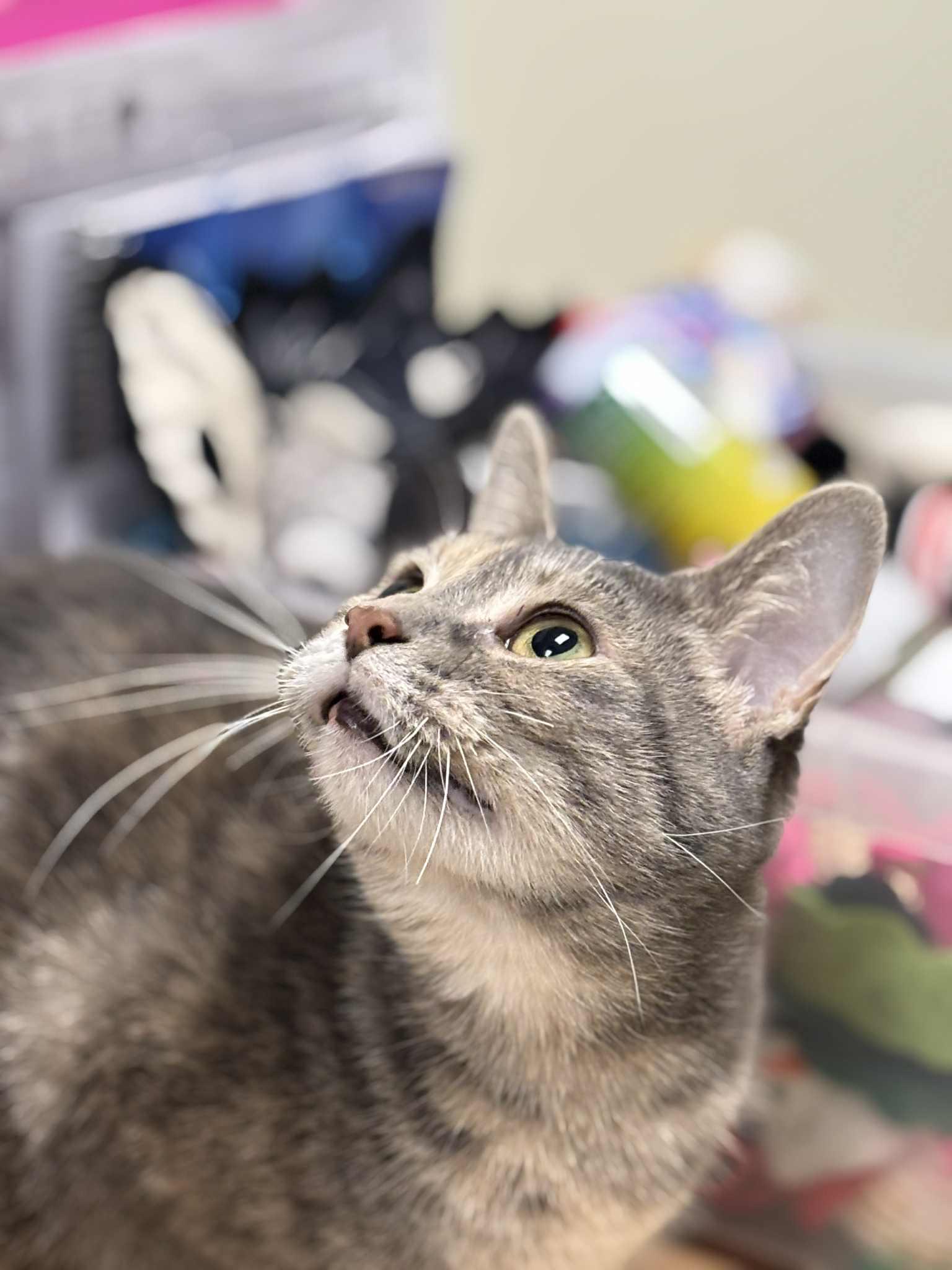 Enlarge Corabell , a ADOPTABLE Domestic Short Hair in London, ON image 2/5