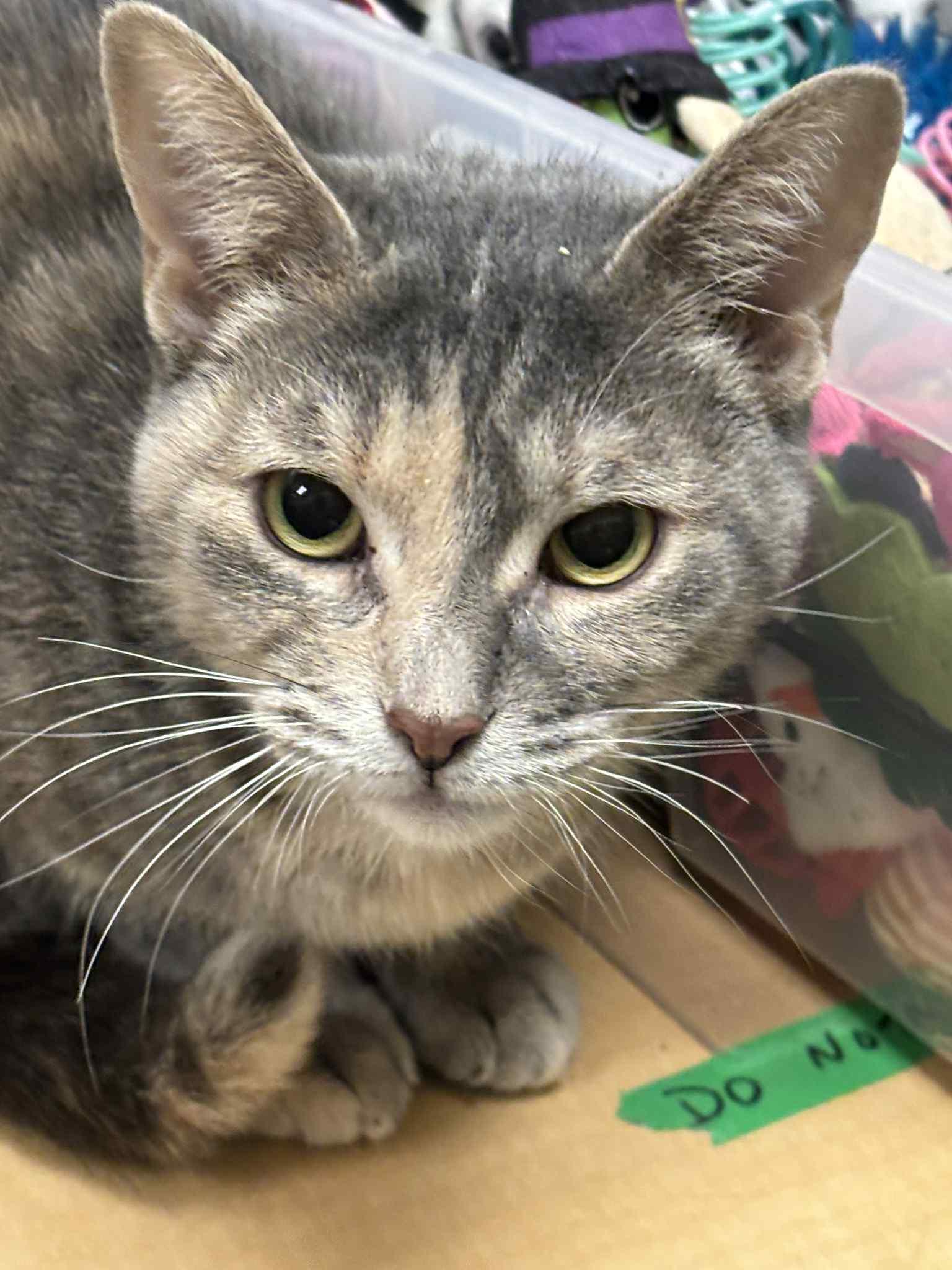 Enlarge Corabell , a ADOPTABLE Domestic Short Hair in London, ON image 4/5