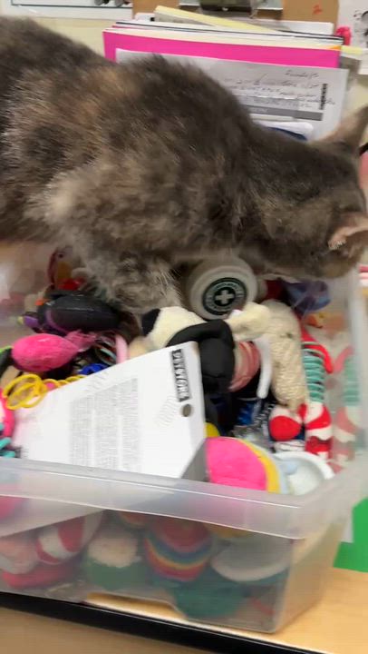 Enlarge Corabell , a ADOPTABLE Domestic Short Hair in London, ON video 3/5