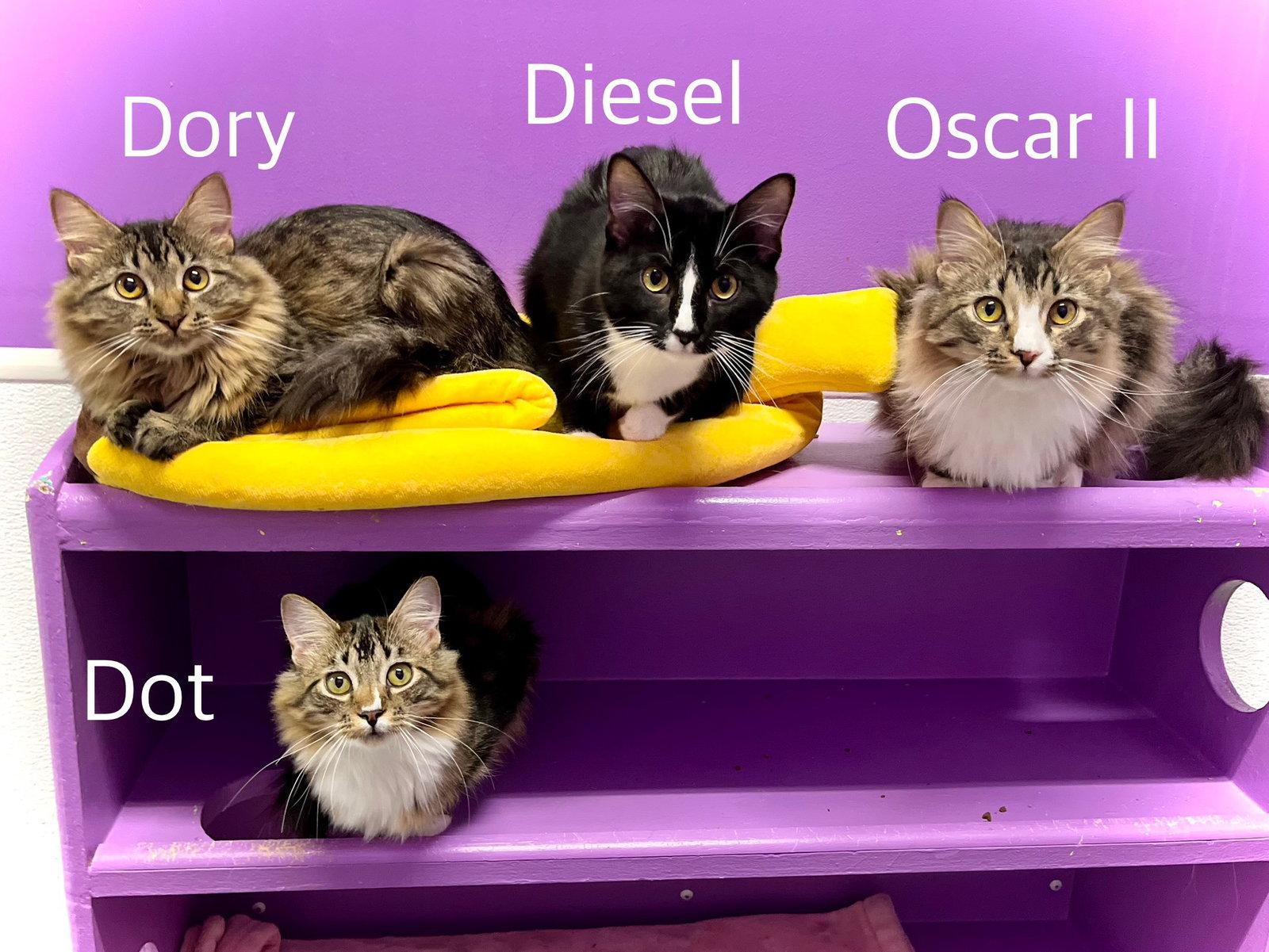 Oscar II, Adoptable, Young Male Domestic Long Hair.