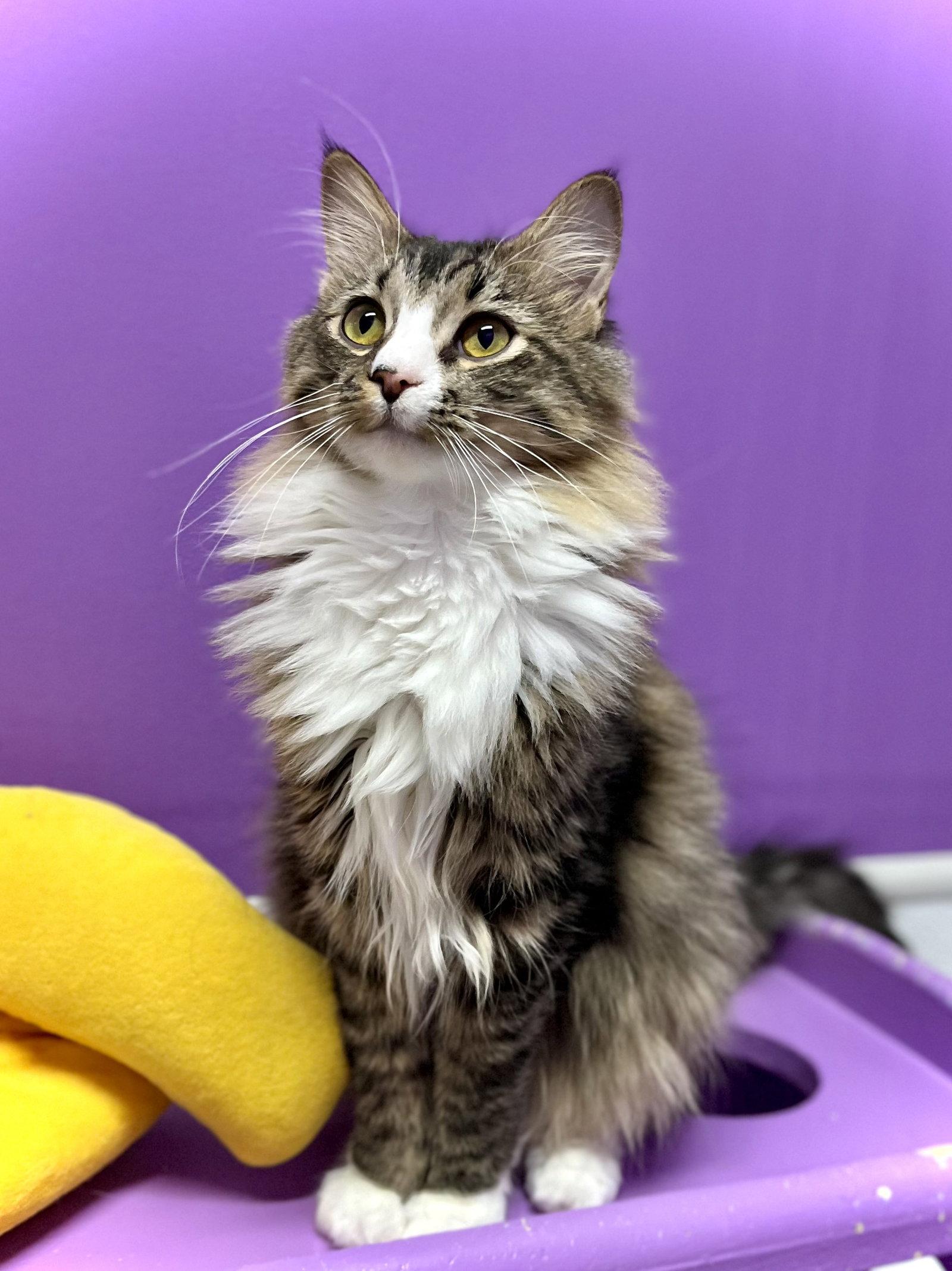 Enlarge Oscar II, a Adoptable Domestic Long Hair in Estherville, IA image 2/3