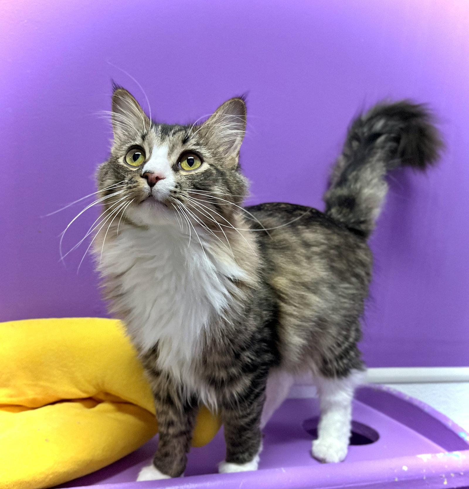 Enlarge Oscar II, a Adoptable Domestic Long Hair in Estherville, IA image 3/3