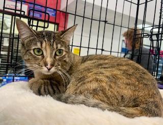 Enlarge London, a Adoptable mixed breed in Pasco, WA image 3/3